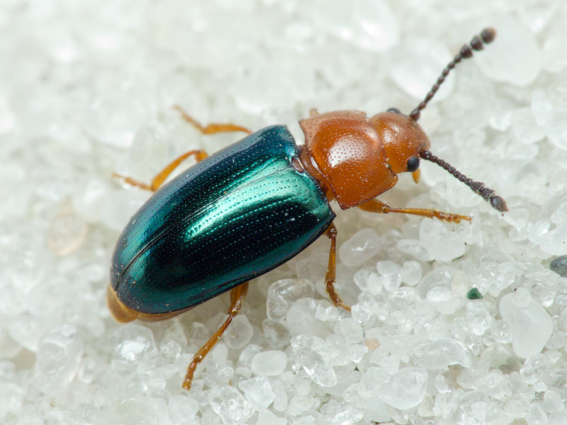 Triplax aenea (Schaller, 1783)